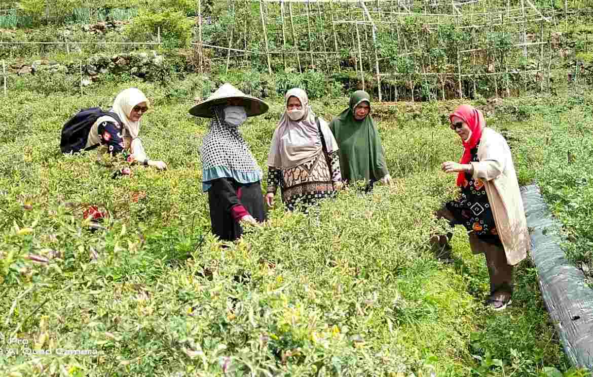 Perkaya Kuliner Khas Rongkong, DP3AP2KB Kolaborasi Dinas Pertanian Bina KWT